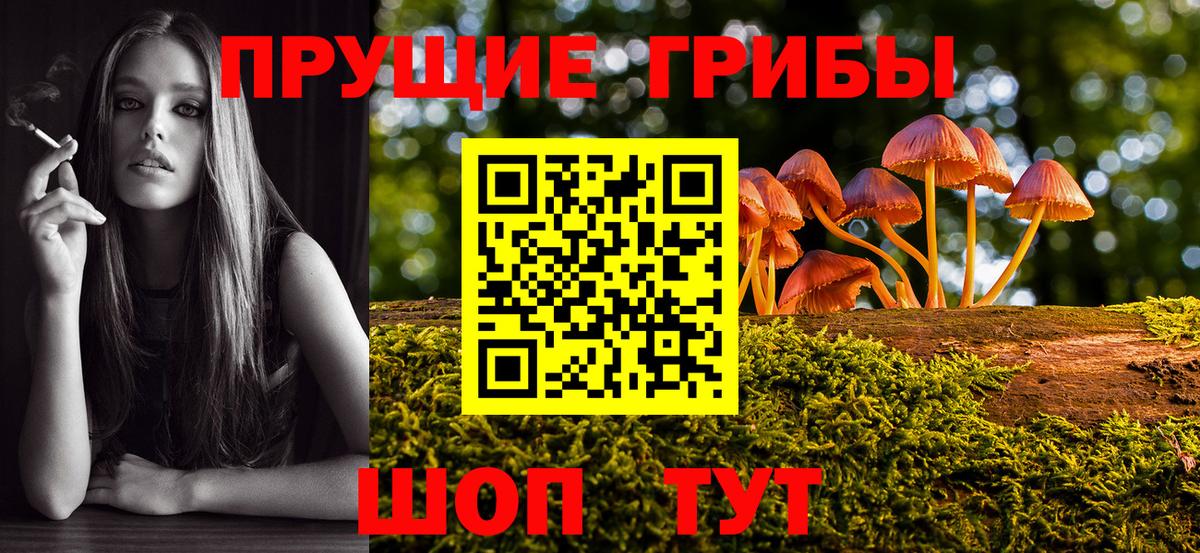 Псилоцибиновые грибы Psilocybine cubensis Химки