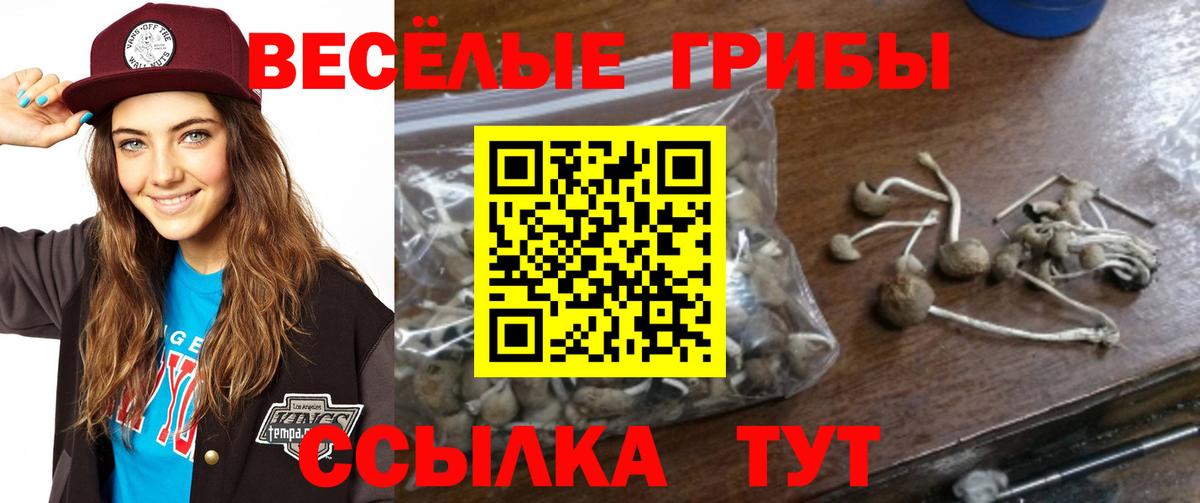 Галлюциногенные грибы Psilocybe  Вход с VPN  Химки 
